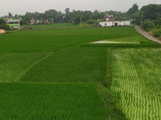 Environment